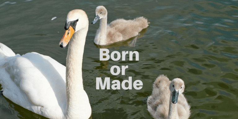 managers are born not made essay managers are born not made essay